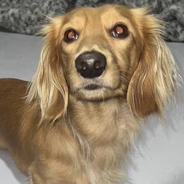 Meatball - Dachshund