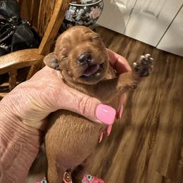 Miniature Pinscher Puppies from Hat Trick Miniature Pinschers