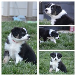 Border Collie Puppies from Millie’s Border Collie