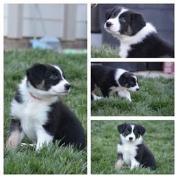 Border Collie Puppies from Millie’s Border Collie