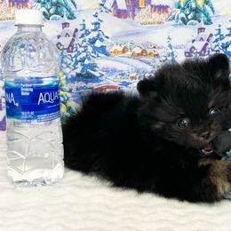 Pomeranian Puppies from Port Bee Pomeranian’s