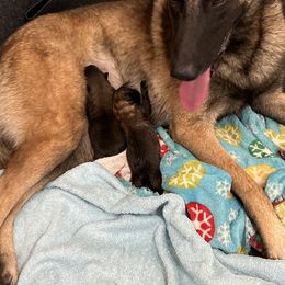 Belgian Malinois Puppies from MonStar Malinois