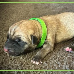 Light Green - Fawn female Anatolian Shepherd Dog puppy in Clark, Wyoming from Fyne Acres
