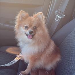 Rosita - Pomeranian