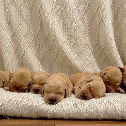 Golden Retriever Puppies from New Beginnings Acres Golden Retrievers