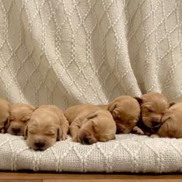 Golden Retriever Puppies from New Beginnings Acres Golden Retrievers