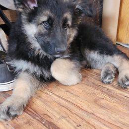 Boy 6 - Black and tan Shiloh Shepherd puppy in Charlo, Montana from IdleWilde Shilohs