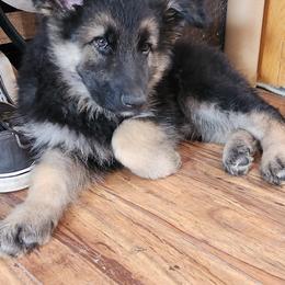 Boy 6 - Black and tan Shiloh Shepherd puppy in Charlo, Montana from IdleWilde Shilohs
