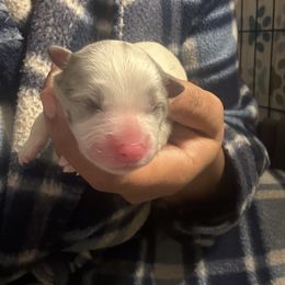 Pomsky and Siberian Husky Puppies from Miranda's Huskies