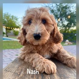 Nash - Apricot male Goldendoodle puppy in Glendale, Arizona from Follow Your Bliss Doodles