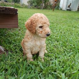 Poodle Puppies from Peter Rataj