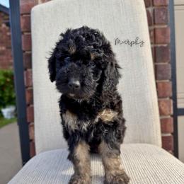Murphy - Phantom male Bernedoodle puppy in Owasso, Oklahoma from Kallams Bernedoodles & Bernese Mountain Dogs