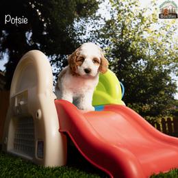 Potsie - Apricot male Australian Labradoodle puppy in Cashmere, Washington from Mountain Home Doodles