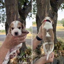 Boy 3 - male Beagle puppy in Brownsville, Oregon from Beagles on the Run