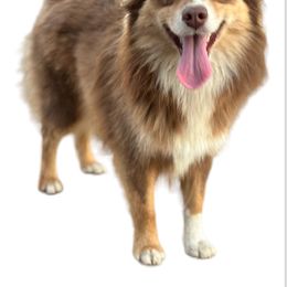 Sissy - Toy Australian Shepherd