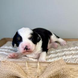 Pickles - Black tri-color male Aussiedoodle puppy in Adams, Nebraska from Boxcar Doodles and Poodles