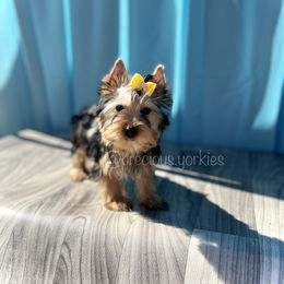 Yellow Collar - Black and tan Yorkshire Terrier puppy in San Jose, California from Precious Yorkies