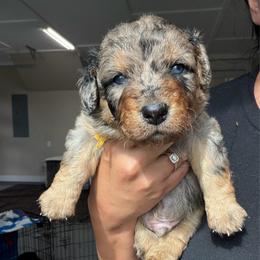 Yellow Boy - Blue merle male Aussiedoodle puppy in Nacogdoches, Texas from Glo’s Aussiedoodles