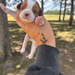 Boo - Blenheim male Cavalier King Charles Spaniel puppy in Merigold, Mississippi from C & C Doodles and Poodles