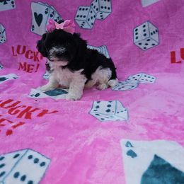 Flora - Black & white female Maltipoo puppy in Lancaster, Kentucky from Dream Paws Puppies, LLC