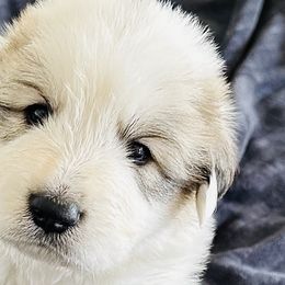 Boy 5 - Great Pyrenees puppy in Nashville, Tennessee from Storybook Tails Farm