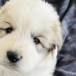 Boy 5 - Great Pyrenees puppy in Nashville, Tennessee from Storybook Tails Farm