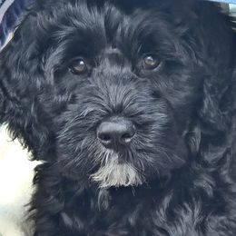 Charly - Portuguese Water Dog
