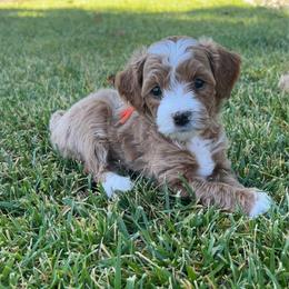 Diana (Orange) - Apricot female Goldendoodle puppy in St. George, Utah from Dashing Doodle Pups
