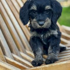 Texas - male Golden Mountain Doodle puppy in Twin Falls, Idaho from Magic Valley Family Doodles