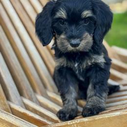 Texas - male Golden Mountain Doodle puppy in Twin Falls, Idaho from Magic Valley Family Doodles