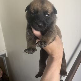 Belgian Malinois, Bull Terrier, and Dutch Shepherd Puppies from ROSC K9
