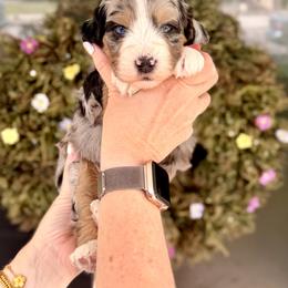 Boy 4 - Tri-color male Bernedoodle puppy in Salt Lake County, Utah from Coco Avenue Pups