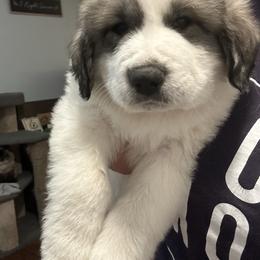 Yellow - White and badger male Great Pyrenees puppy in Bloomington, Illinois from Odyssey Great Pyrenees