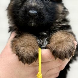 Raven - Black and red female German Shepherd puppy in Johnstown, Ohio from Vom Haus Neufus