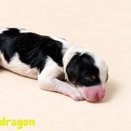 Snapdragon - Tri-color male Bernedoodle puppy in Henry, Illinois from Rowe Farms Doodles