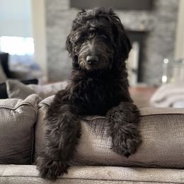 Goldendoodles from Cute Coyotes of Barrington Hills