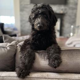 Goldendoodles from Cute Coyotes of Barrington Hills