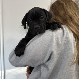 Vixen - Black female Cane Corso puppy in Utah from 3Lake Kennelz