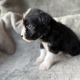 Zero - Parti male Miniature Schnauzer puppy in La Mirada, California from SchnauzersRus