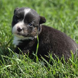 Male 3 - Black and white male American Corgi puppy in Portland, North Dakota from Sliding stop corgis