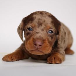 Delta (Mr. Tail) - Dapple male Dachshund puppy in Red Bud, Illinois from Midwest Miniature Dachshunds