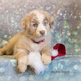 Australian Shepherd Puppies from SS Australian Shepherds