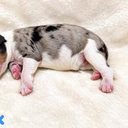 Dunk - Blue merle male Bernedoodle puppy in Henry, Illinois from Rowe Farms Doodles