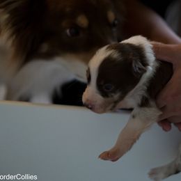 Border Collie Puppies from Air Capital Border Collies