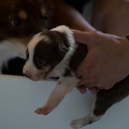 Border Collie Puppies from Air Capital Border Collies