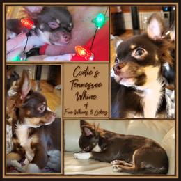 Chihuahua Puppies from Fine Whines & Lickers