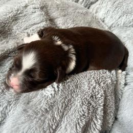 Pink girl - Chocolate female Havanese puppy in Arlington, Washington from Havanese With Love Breeding Co.