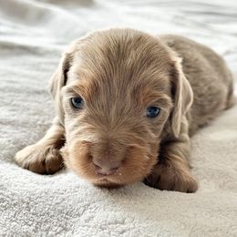 Dachshund Puppies from Silver Dach Farms