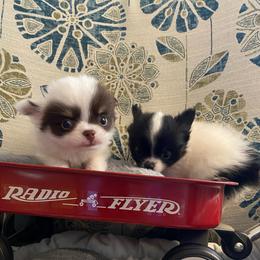 Cooper - Chocolate and white male Chihuahua puppy in Red Bluff, California from Aye Chihuahua