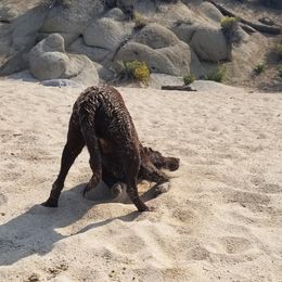 Labrador Retriever Puppies from Una Palma Kennels